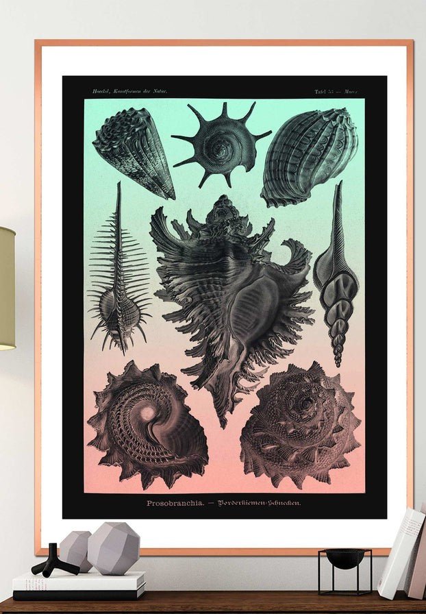 Sea Shells Pink and Green Vintage Antique Print
