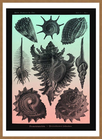 Sea Shells Pink and Green Vintage Antique Print