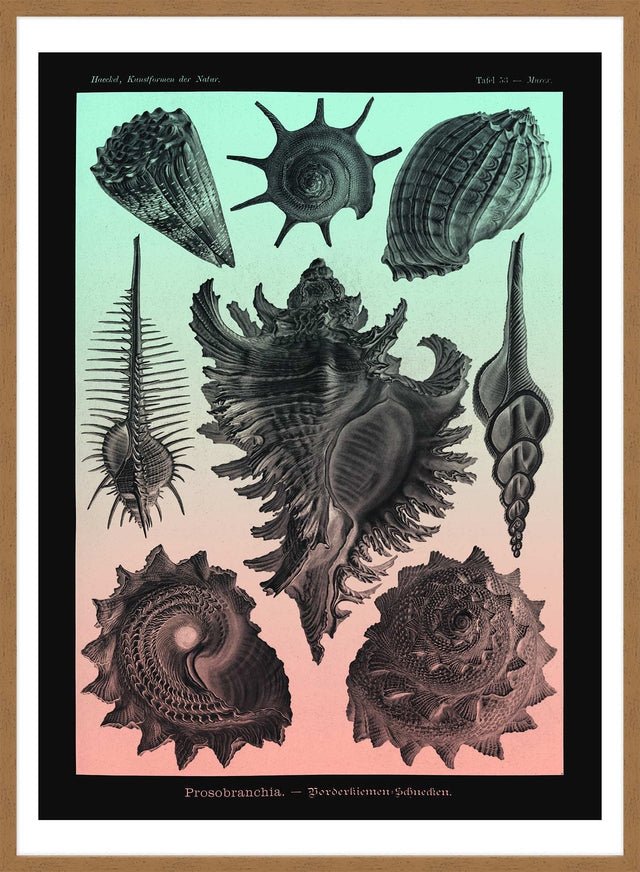 Sea Shells Pink and Green Vintage Antique Print
