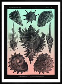 Sea Shells Pink and Green Vintage Antique Print