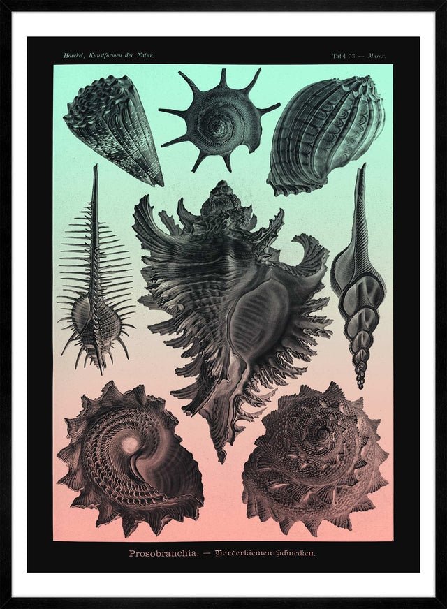 Sea Shells Pink and Green Vintage Antique Print