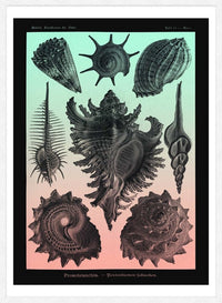 Sea Shells Pink and Green Vintage Antique Print