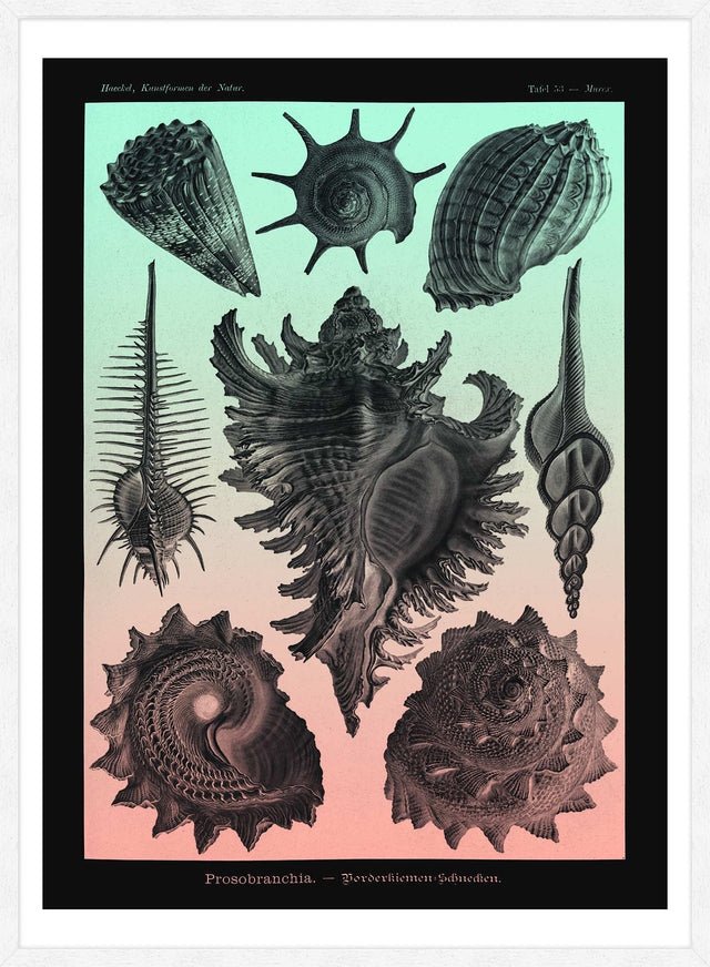 Sea Shells Pink and Green Vintage Antique Print