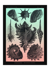 Sea Shells Pink and Green Vintage Antique Print