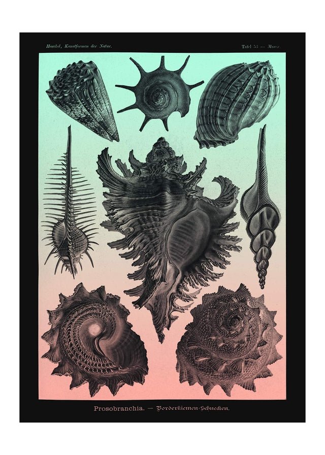 Sea Shells Pink and Green Vintage Antique Print