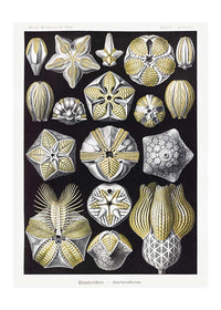 Silver & Gold Marine Animals Vintage Illustration Print