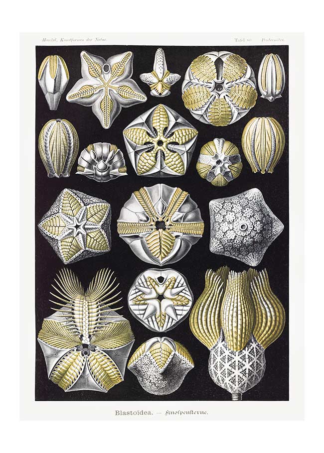 Silver & Gold Marine Animals Vintage Illustration Print