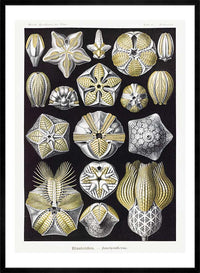 Silver & Gold Marine Animals Vintage Illustration Print