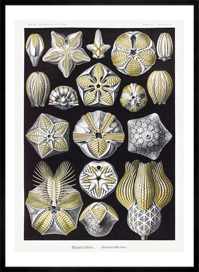 Silver & Gold Marine Animals Vintage Illustration Print