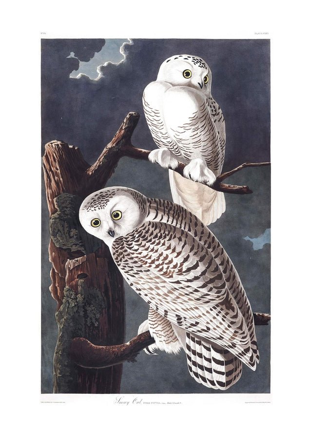 Snowy Owl Vintage Antique Bird Print