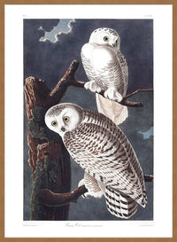 Snowy Owl Vintage Antique Bird Print