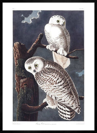 Snowy Owl Vintage Antique Bird Print