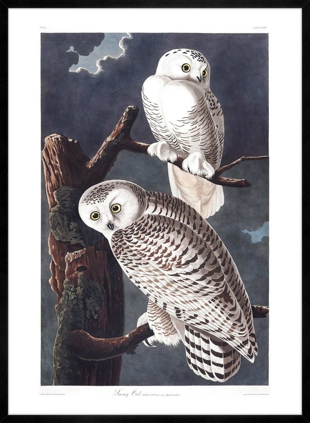 Snowy Owl Vintage Antique Bird Print