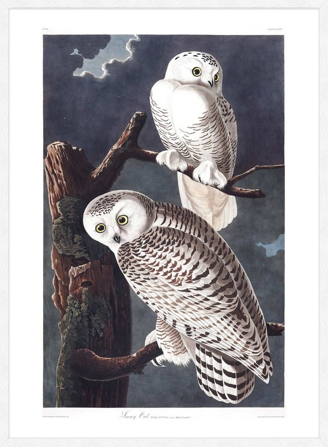 Snowy Owl Vintage Antique Bird Print