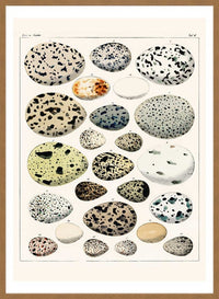Speckled Eggs Vintage Antique Print