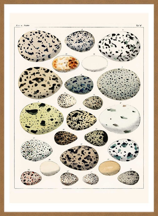 Speckled Eggs Vintage Antique Print