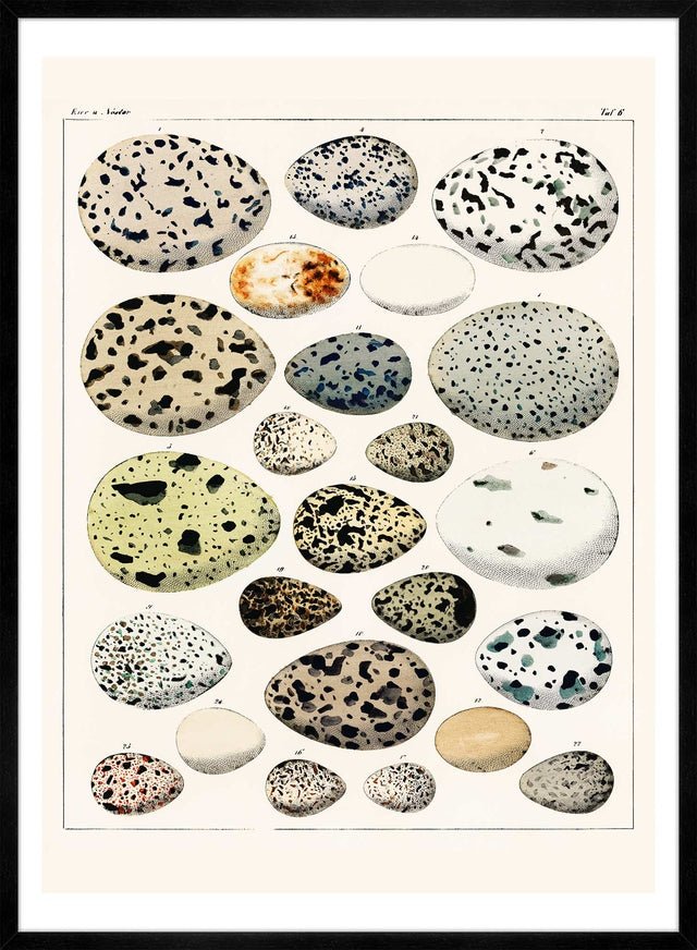 Speckled Eggs Vintage Antique Print