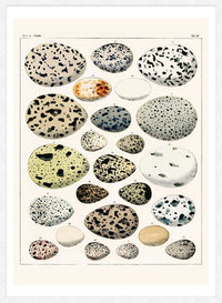 Speckled Eggs Vintage Antique Print