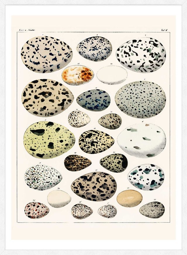 Speckled Eggs Vintage Antique Print