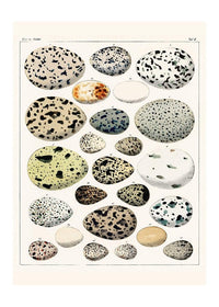 Speckled Eggs Vintage Antique Print