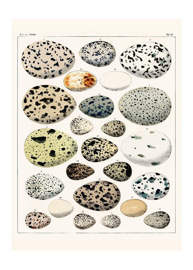 Speckled Eggs Vintage Antique Print