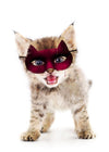 Super Kitten! Little Heroes Animal Print