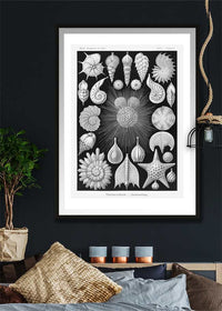 Thalamophora–Kammerlinge Microorganisms Illustration Print