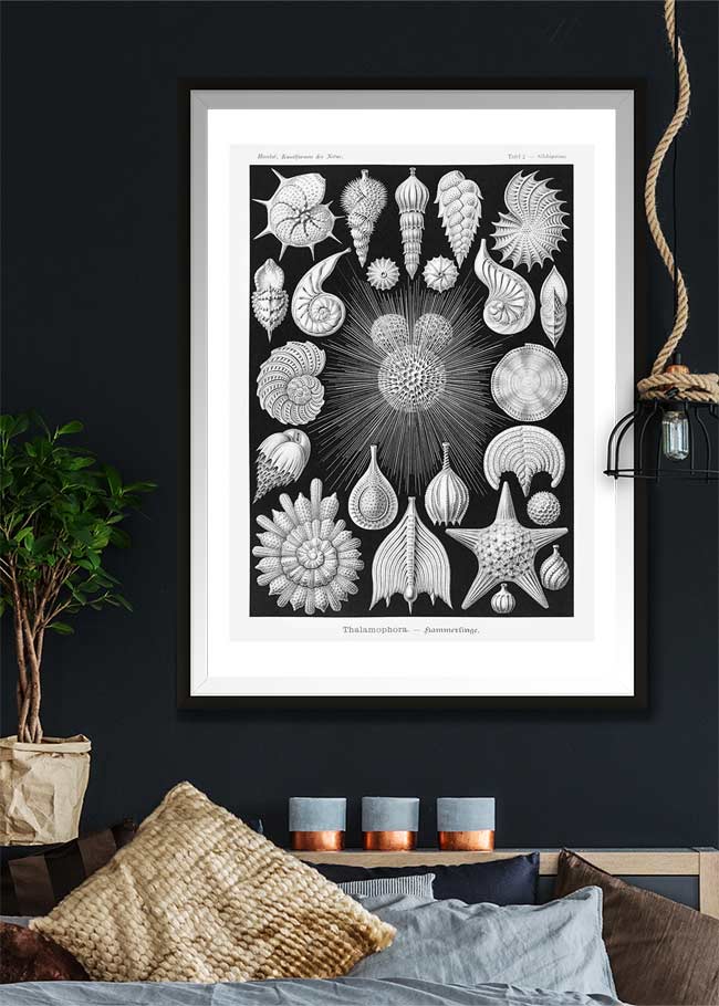 Thalamophora–Kammerlinge Microorganisms Illustration Print