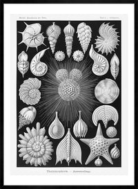 Thalamophora–Kammerlinge Microorganisms Illustration Print