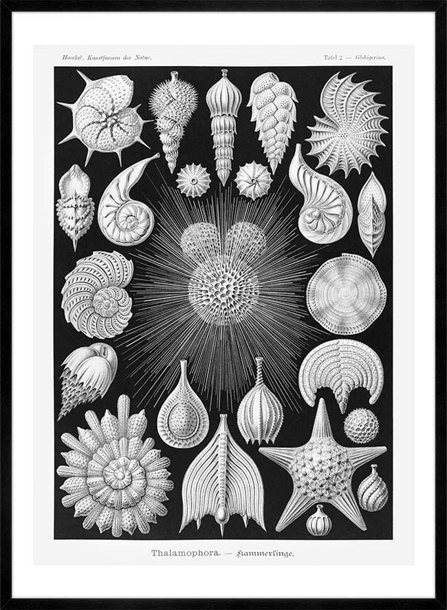 Thalamophora–Kammerlinge Microorganisms Illustration Print