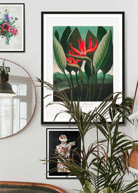 The Queen Plant by Robert John Thornton Print