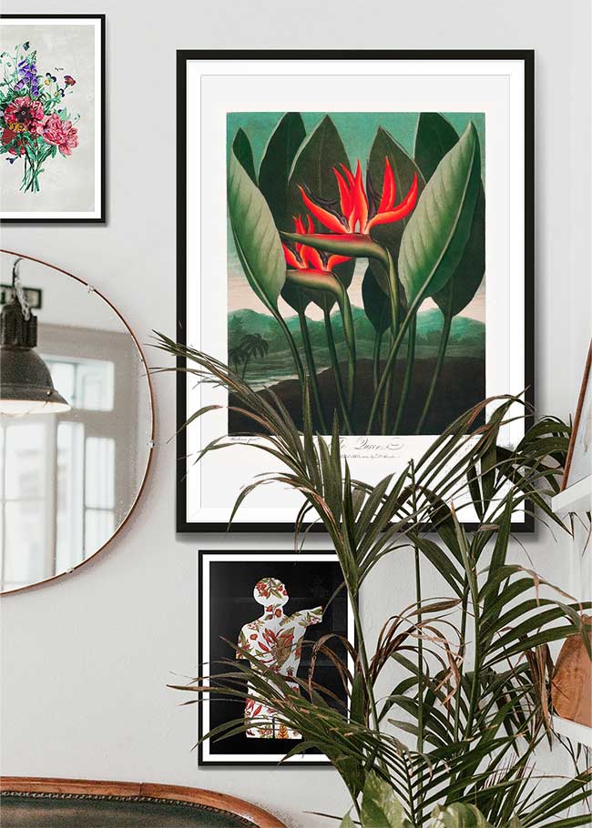 The Queen Plant by Robert John Thornton Print