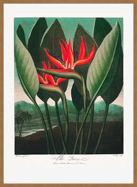 The Queen Plant by Robert John Thornton Print