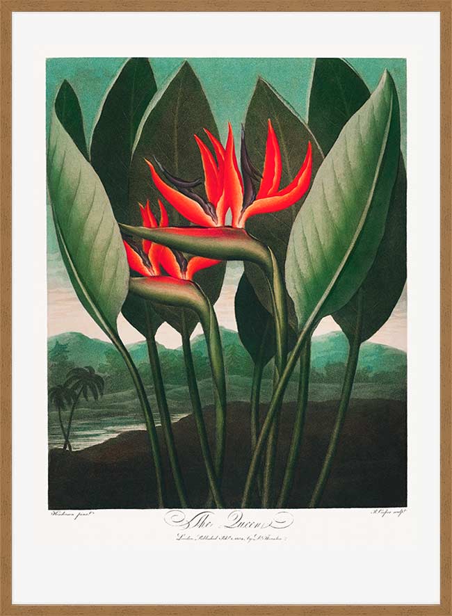 The Queen Plant by Robert John Thornton Print