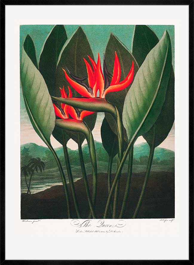 The Queen Plant by Robert John Thornton Print