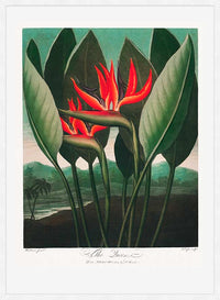 The Queen Plant by Robert John Thornton Print