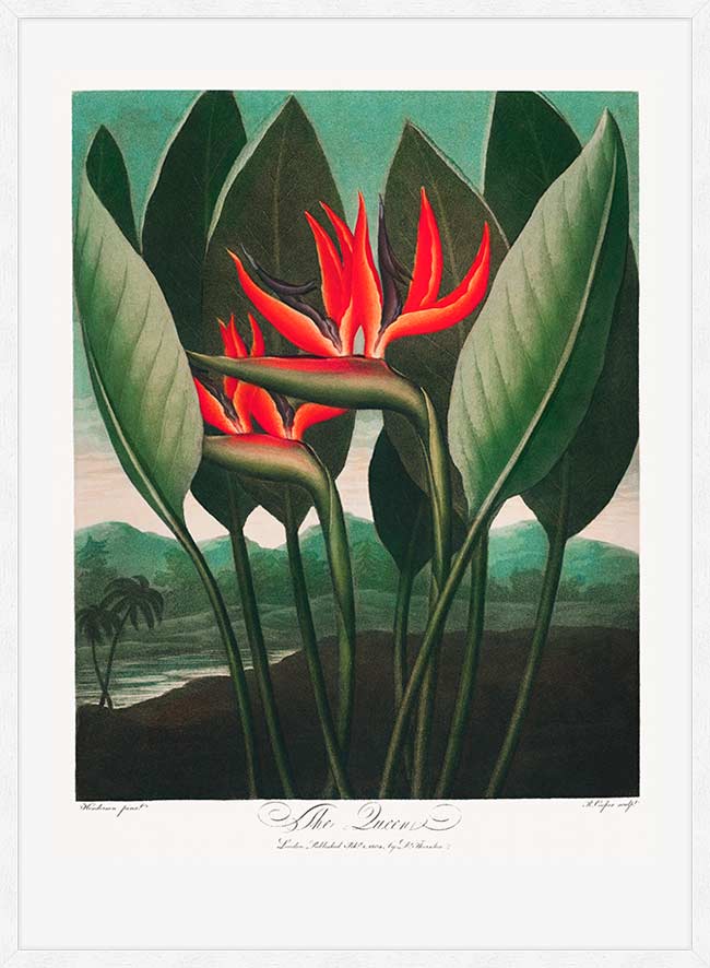 The Queen Plant by Robert John Thornton Print