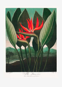 The Queen Plant by Robert John Thornton Print
