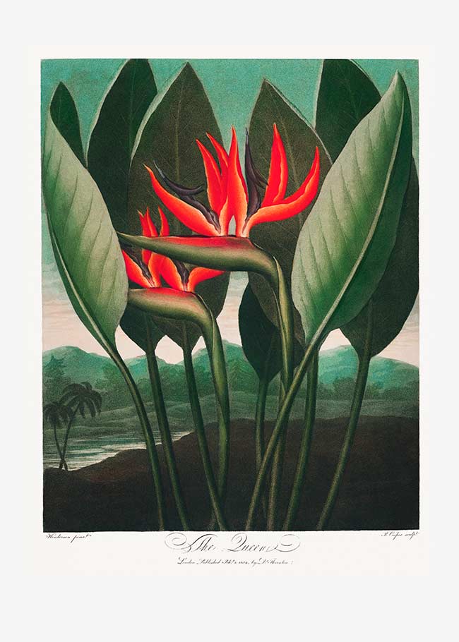 The Queen Plant by Robert John Thornton Print