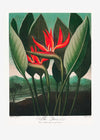 The Queen Plant by Robert John Thornton Print