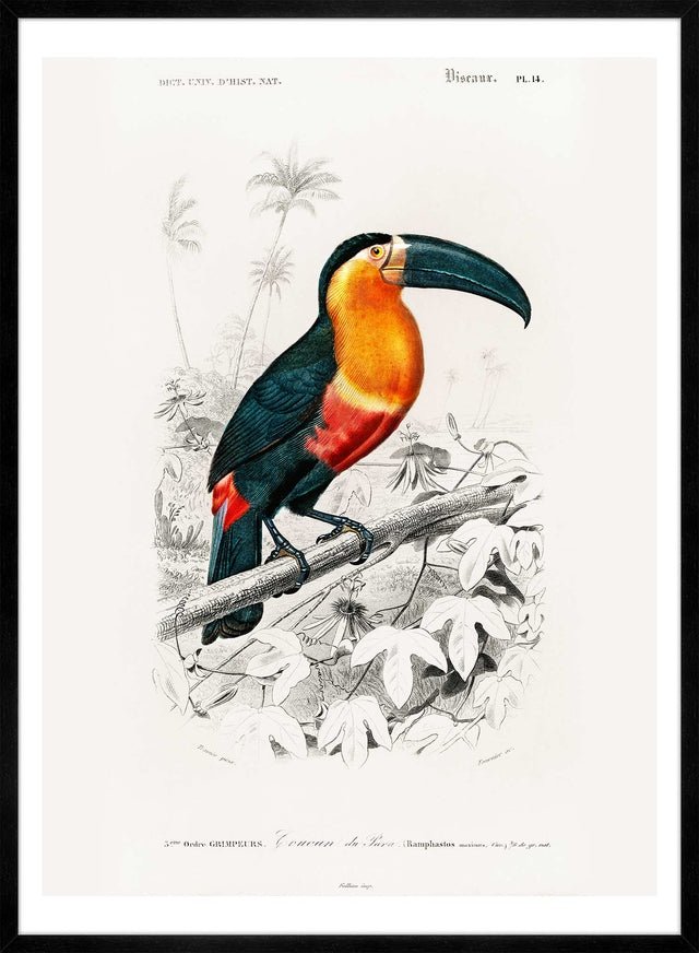 Toucan Vintage Bird Print