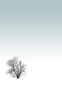 Tree Print