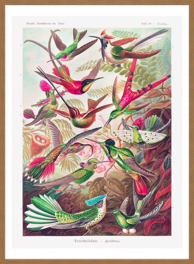 Tropical Birds Vintage Antique Print