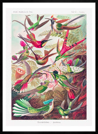 Tropical Birds Vintage Antique Print