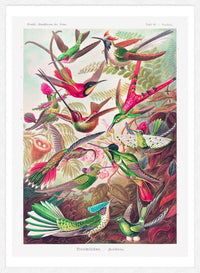 Tropical Birds Vintage Antique Print