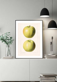 Two Apples Vintage Antique Print