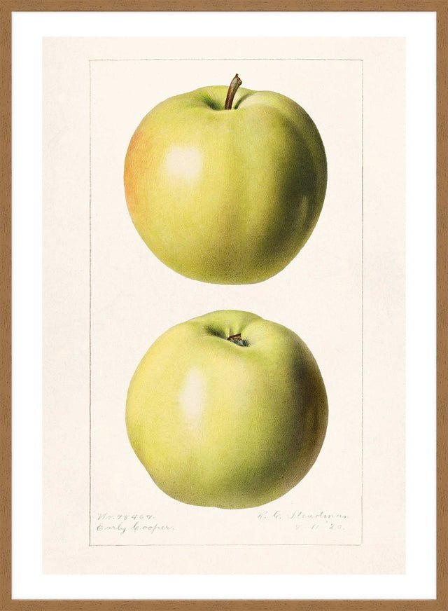 Two Apples Vintage Antique Print