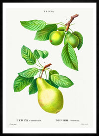 Two Pears Vintage Antique Print
