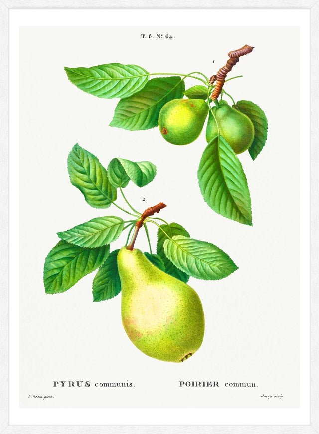 Two Pears Vintage Antique Print