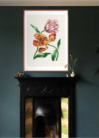 Various Tulips by John Edwards Print